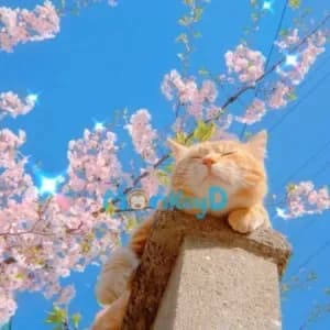 Bùn Đất Và Mây Trời