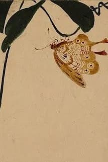 Độc Hồ Điệp