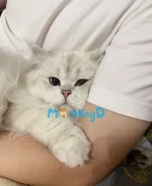 Mèo Con Báo Ân