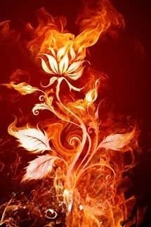Thực Vật Chiến Sủng Của Ta