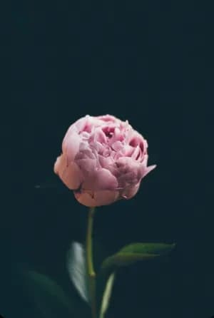 Tình Cảm Vấn Vương