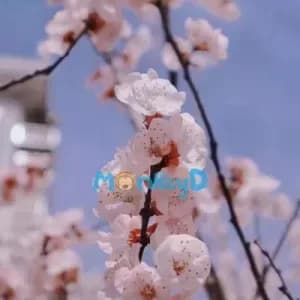 Vợ Của Thổ Phỉ